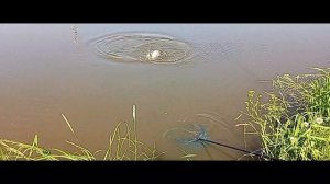 Светлые Горы Карп 04.06.2026г