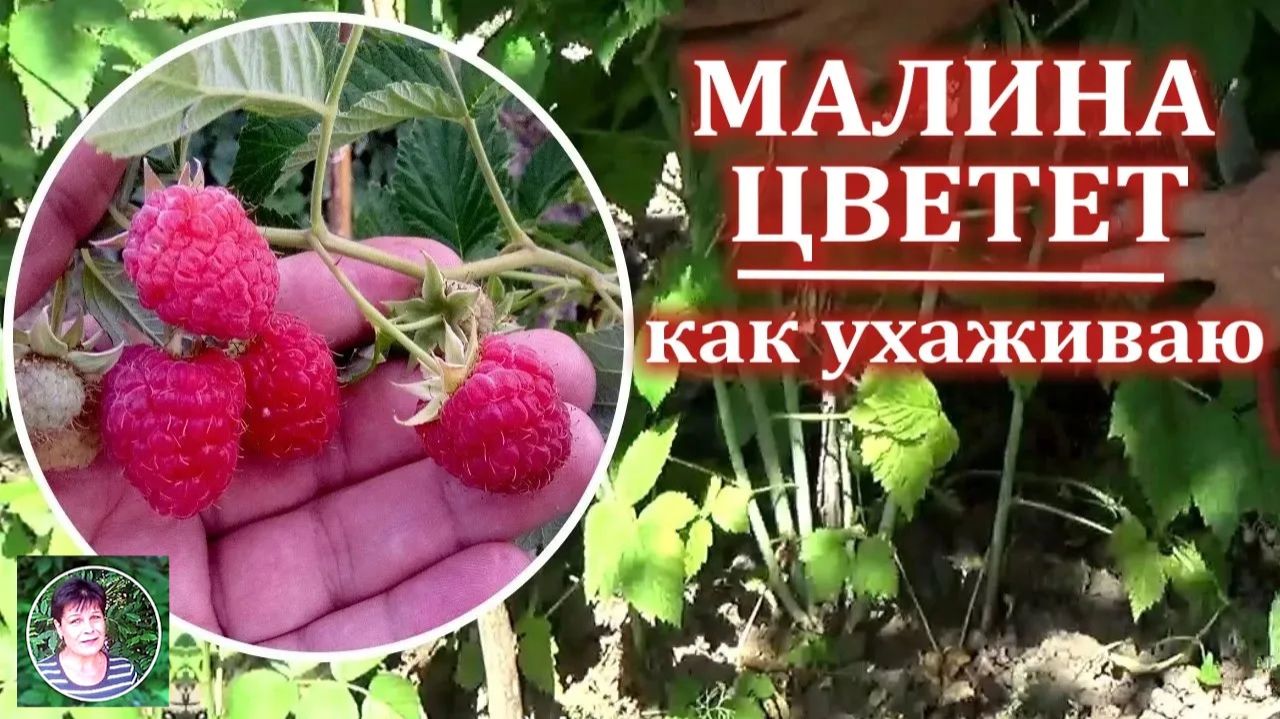 Уход за малиной во время цветения для большого урожая: что важно сделать сейчас смотреть онлайн