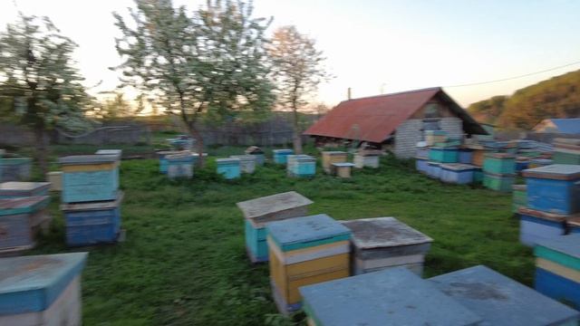 Островные пакеты, отводки отгружены в срок. Первые привесы, погода налаживается. Пасека Старчевских.