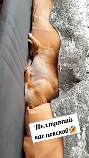 Когда все достали😜 #невидимка #ниндзя #Штирлиц #прятки
