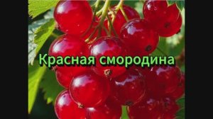 Красная смородина