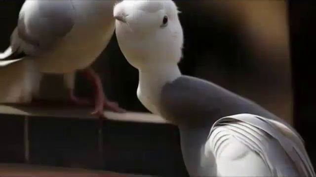 КОМЕДИЯ РОК Следы Коралловых Кораблей!))