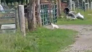 Кот украл работу у пса Бордер-колли.