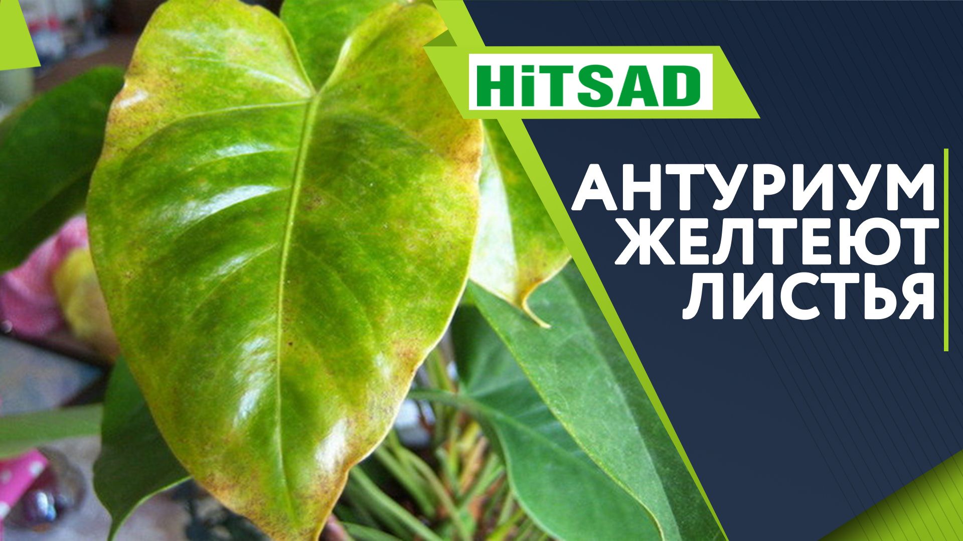 Желтеют Листья Антуриума ✔️ Чем Болеет Антуриум ✔️ Советы от garden zoo