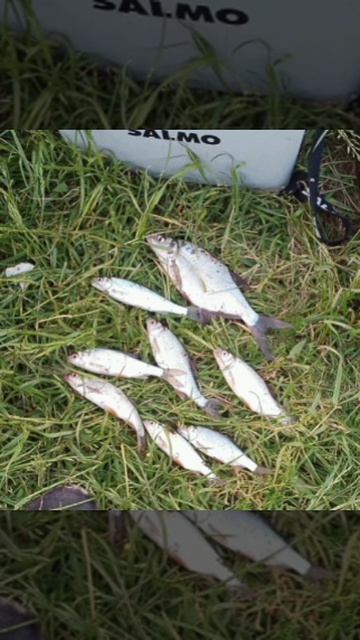 Сегодня вечерком порыбачил на Пикер🎣 Прикормка Стерля (Лещ-Плотва). Дип ваниль.