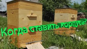 Кемеровская система: когда ставить корпуса и как это связано с выводом маток? | Кашковский 🐝📅