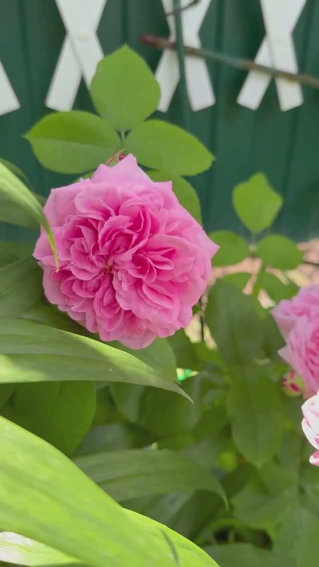 Гертруда Джекилл 🌸 молодой куст🌸 смотреть онлайн