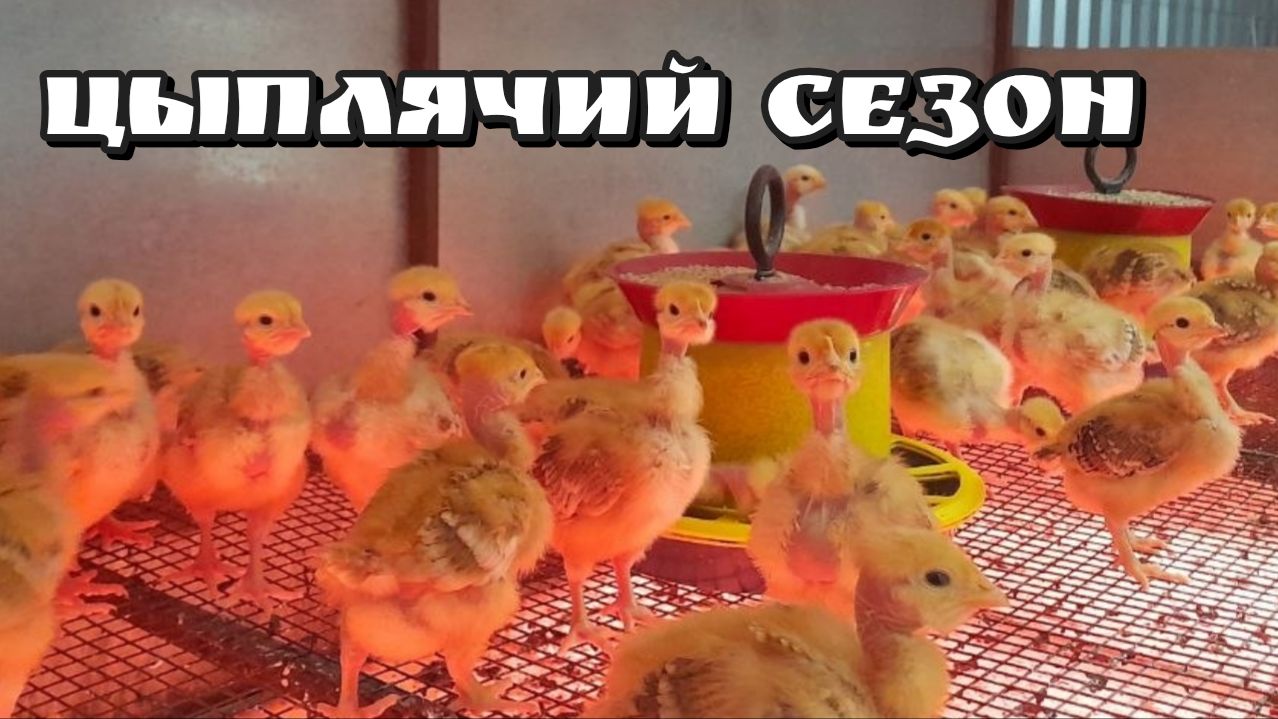 Цыплячий роддом работает 24/7. Годуновский бройлер выводит цыплят, утят, гусят, индюшат смотреть онлайн