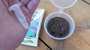 Как увеличить скорость прорастания семян укропа 🌿