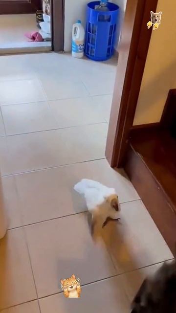 Попугай троллит кота!😻Веселые котики. Коты хулиганы! Невероятные трюки! #кот #хулиган #смех #short