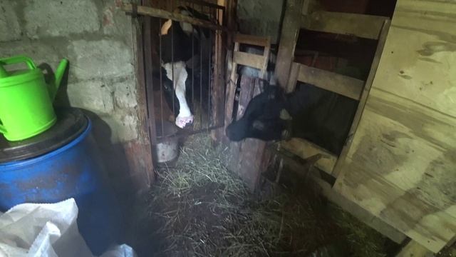 Влог от 21.11.2022 смотреть онлайн