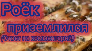 Роёк приземлился 🐝