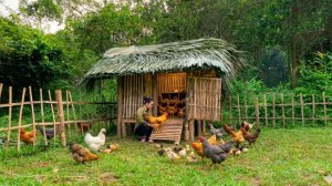 Построю и обустрою весь курятник из бамбука и запустите в него много кур-несушек.