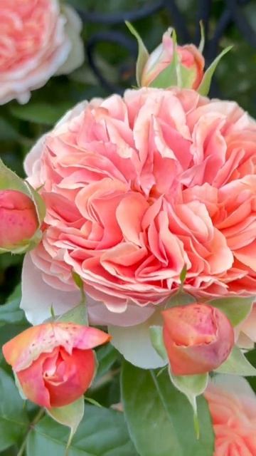 Чиппендейл 🌸 3 июня 🌸 смотреть онлайн