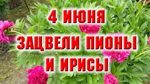 4 мая. Зацвели пионы и ирисы
