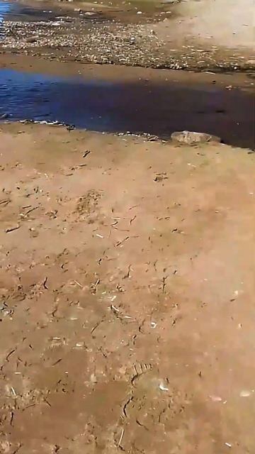 Небольшая речушка впадает в Финский залив, окрашивая воду залива в коричневый цвет. #travel