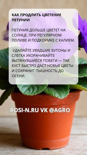Как продлить цветение петунии