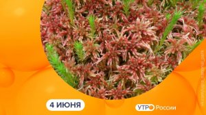 Утро России. Калуга (04.06.2026)