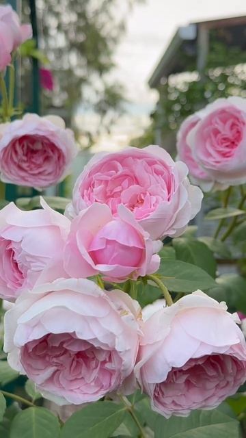 Оливия Роуз🌸 и Сара Бернард 🌸 смотреть онлайн