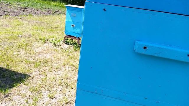 Пчёлы.Мой метод вывода качественных маток на 3м этаже.Верховой инкубатор. смотреть онлайн