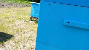 Пчёлы.Мой метод вывода  качественных маток на 3м этаже.Верховой инкубатор.