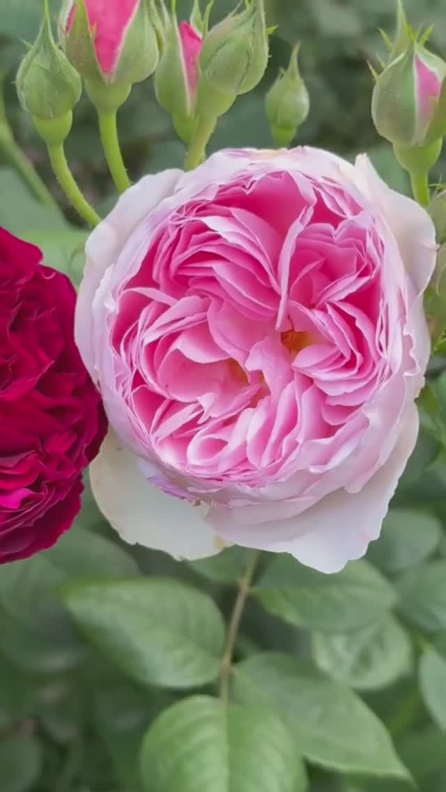 Розовый микс💐 3 июня 💐 смотреть онлайн