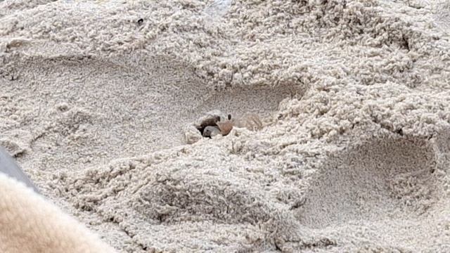 04-06-2026 типа краб движуха