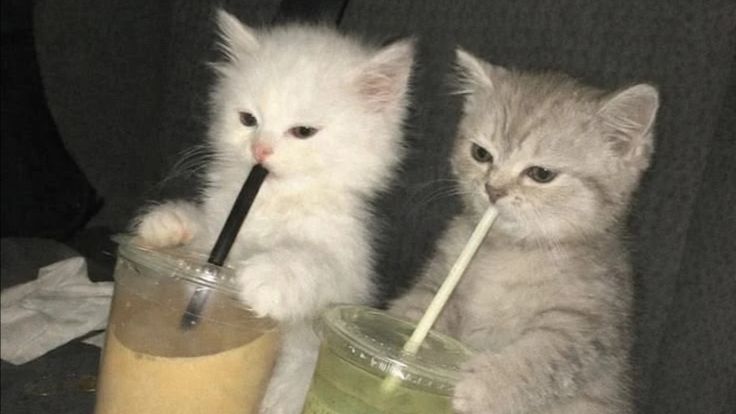 Nyan!!!! смотреть онлайн