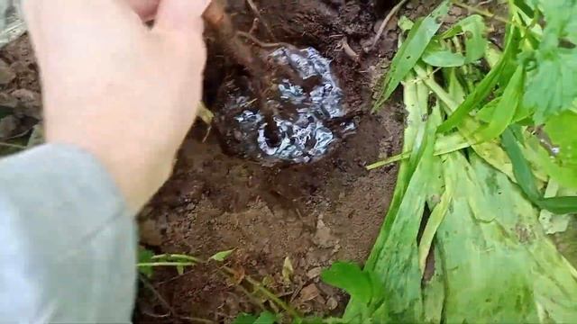 Сажаем саженец миндаля 🌱
