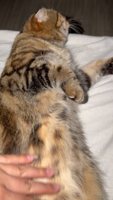 Милая шотландская вислоухая кошечка 😺🐱