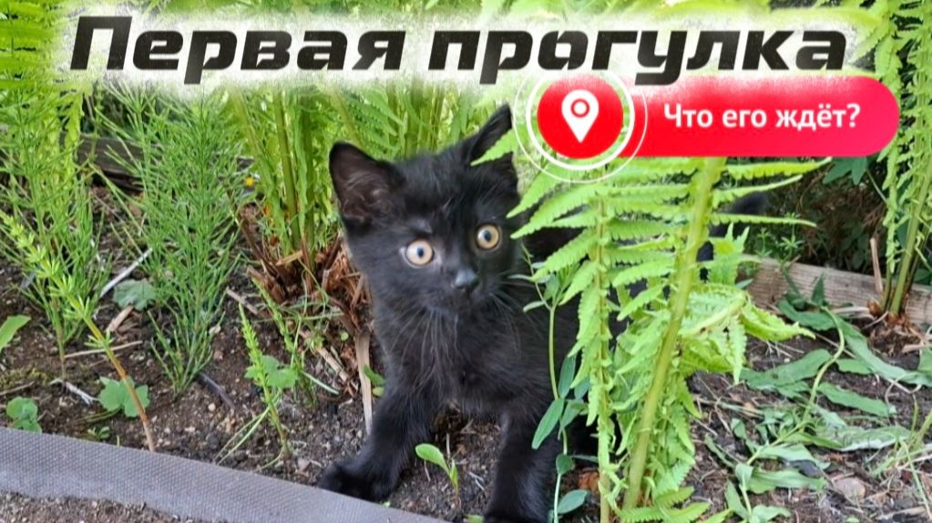 Первая прогулка котёнка 2 месяца: Симба-воспитатель и Миша-директор. Три кота и контроль территории смотреть онлайн