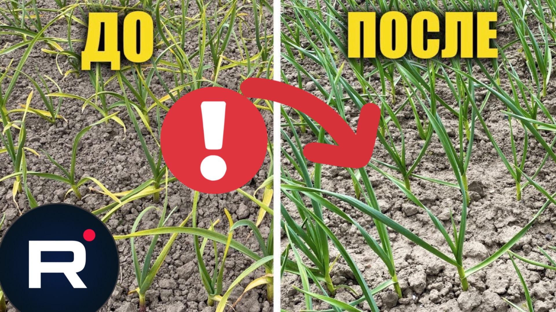 Пожелтел ЧЕСНОК? СРОЧНО сделайте эту подкормку и он снова станет зеленым! смотреть онлайн