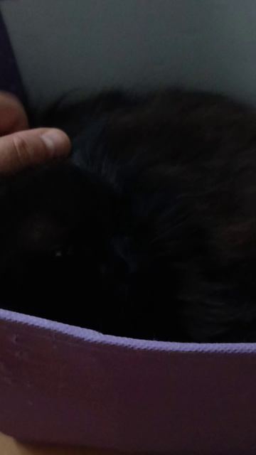 Кот отжал коробку