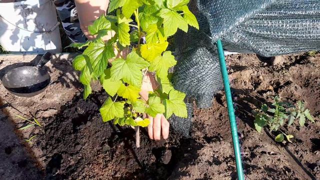 ВЕЧЕРКОМ РАЗМЯЛИСЬ ЧЕРНОЗЁМОМ