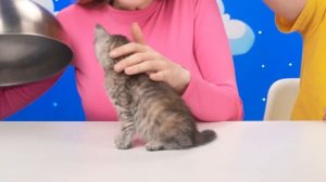 Большая, Средняя или Маленькая Тарелка Челлендж _ Вкусные Рецепты с Едой от TeenDO Challenge