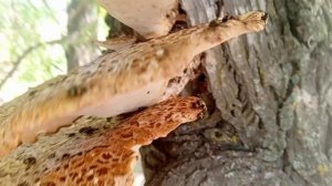 Артур готовит,летняя кухня из 80 х,чудище на дереве