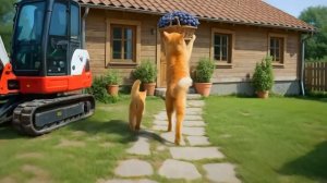 Мама-кошка подстригает шерсть на ферме и делает тигровую шапку для котят дома🐾🎩🐯