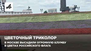 Цветочный триколор. В Москве высадили огромную клумбу в цветах российского флага
