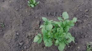 опрыскиваем растения ☘️нашли рецепт от муравьёв на пионах ,проверим 😁 на сколько он рабочий.??.