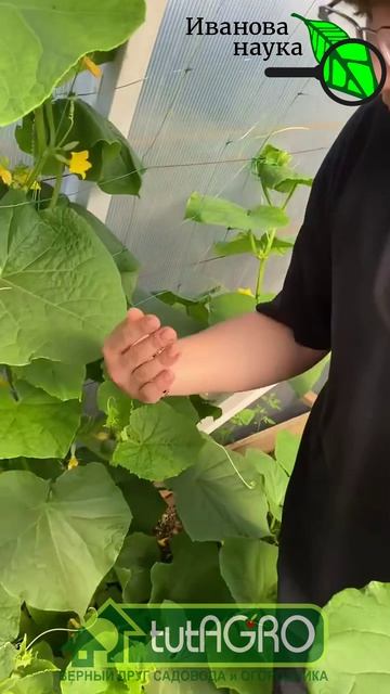 СРОЧНО 🥒 убираем ПУСТОЦВЕТЫ!🚨 Секрет урожая: как избавиться от пустоцветов на огурцах. Решение тут