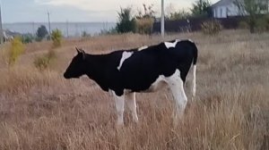 Веснушка🐄 сбежала со стада. Я попала под град и ливень.