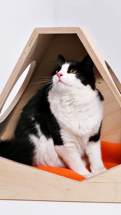 Раз, два, три, четыре, пять...😍  Вышел котик погулять:😻