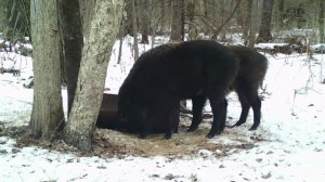 Кабаны. Зверь приученный тигром к осторожному поведению