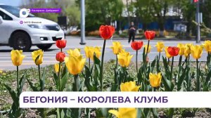 В активном озеленении города Фокино в Приморье участвуют не только специалисты