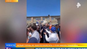 Голубь дважды отказался взлетать из рук Пашиняна