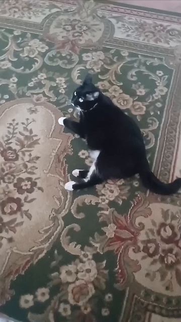 Игрулькин😺 смотреть онлайн