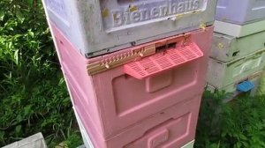пчела Элгон на ячейке, 4,79 мм в малоформатном улье , два магазина майского меда есть , 3.06.2026