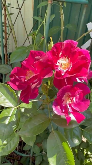 Найт Оул🌺4 июня 26г🌺 смотреть онлайн