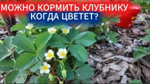 Клубника активно цветет, надо ли подкармливать_ Самые вкусная клубника_ Купчиха и королева Елизавета