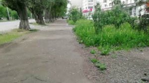 Осыпает город тополиный пух